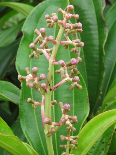 Miconia robinsoniana, photographed by Juan Carlos Caicedo Hernández