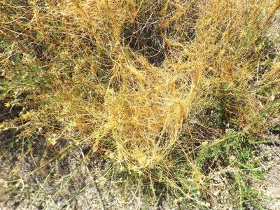 Cuscuta californica, photographed by Amy