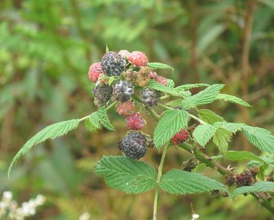Rubus niveus, photographed by Juan Carlos Caicedo Hernández