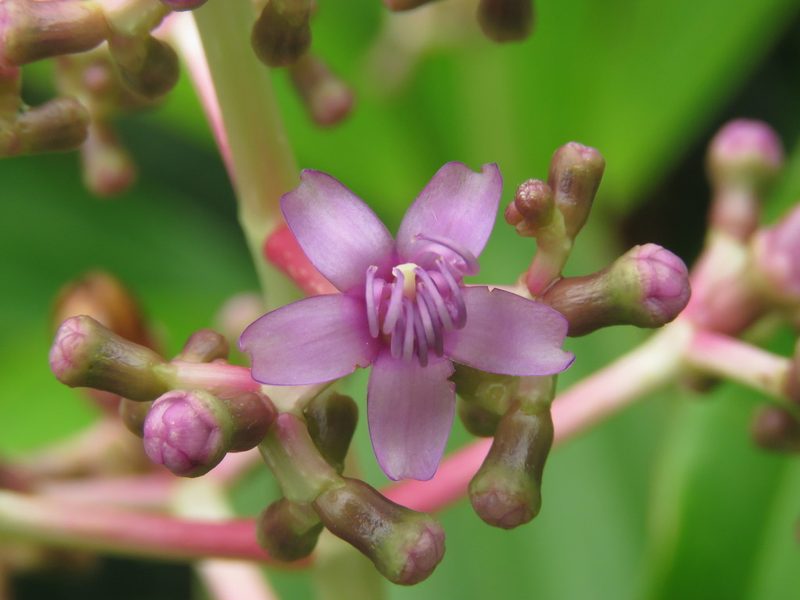 Miconia robinsoniana, photographed by Juan Carlos Caicedo Hernández