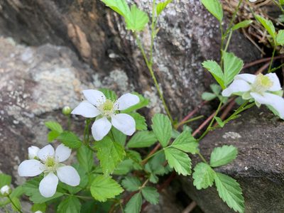 Rubus flagellaris, photographed by Carrie Seltzer
