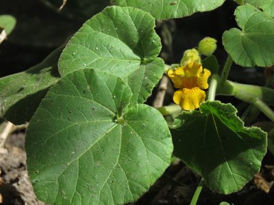 Ibicella lutea, photographed by Gustavo Puente
