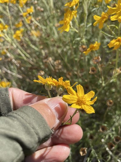 Eriophyllum jepsonii, photographed by Leah Gardner