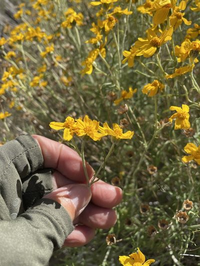 Eriophyllum jepsonii, photographed by Leah Gardner