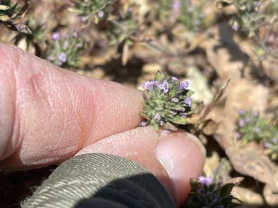Pogogyne serpylloides, photographed by Leah Gardner