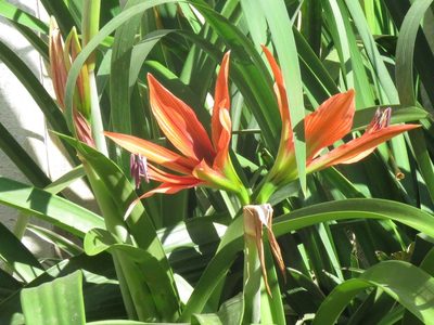 Hippeastrum aulicum, photographed by Gustavo Puente