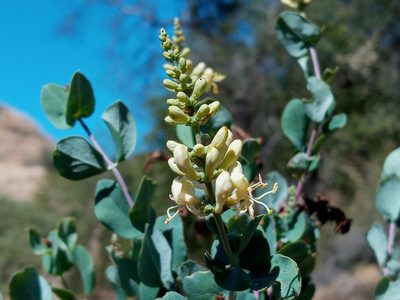 Lonicera interrupta, photographed by Daniel S.