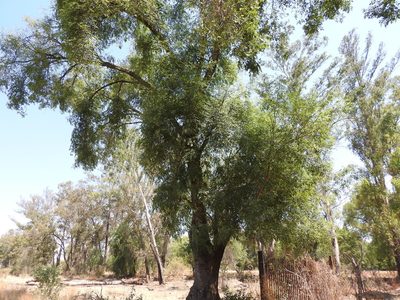 Fraxinus uhdei, photographed by Oscar Alejandro Morales Juárez