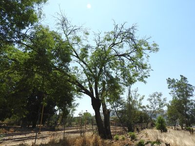 Fraxinus uhdei, photographed by Oscar Alejandro Morales Juárez