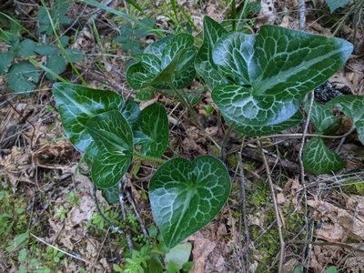 Asarum hartwegii, photographed by Trevor Van Loon