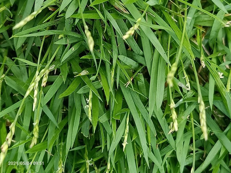 Zoysia matrella, photographed by Ong Jyh Seng