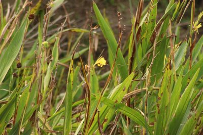 Canna glauca, photographed by Germán Saigo