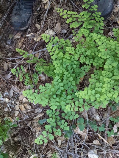 Adiantum shastense, photographed by Trevor Van Loon