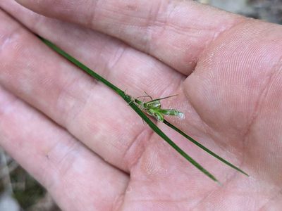 Carex multicaulis, photographed by Trevor Van Loon
