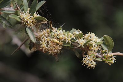 Gymnosporia polyacantha, photographed by Tony Rebelo