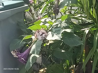 Datura metel, photographed by Ong Jyh Seng