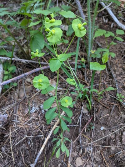 Euphorbia crenulata, photographed by Trevor Van Loon