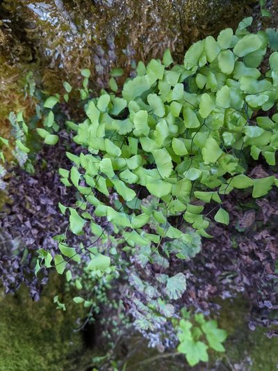 Adiantum shastense, photographed by Trevor Van Loon