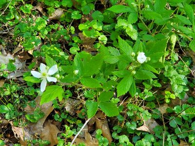 Rubus flagellaris, photographed by Steve Young