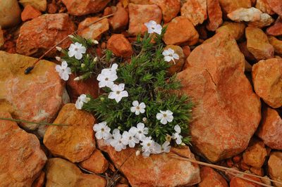 Phlox gladiformis, photographed by Todd Boland