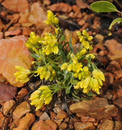Physaria acutifolia, photographed by Todd Boland