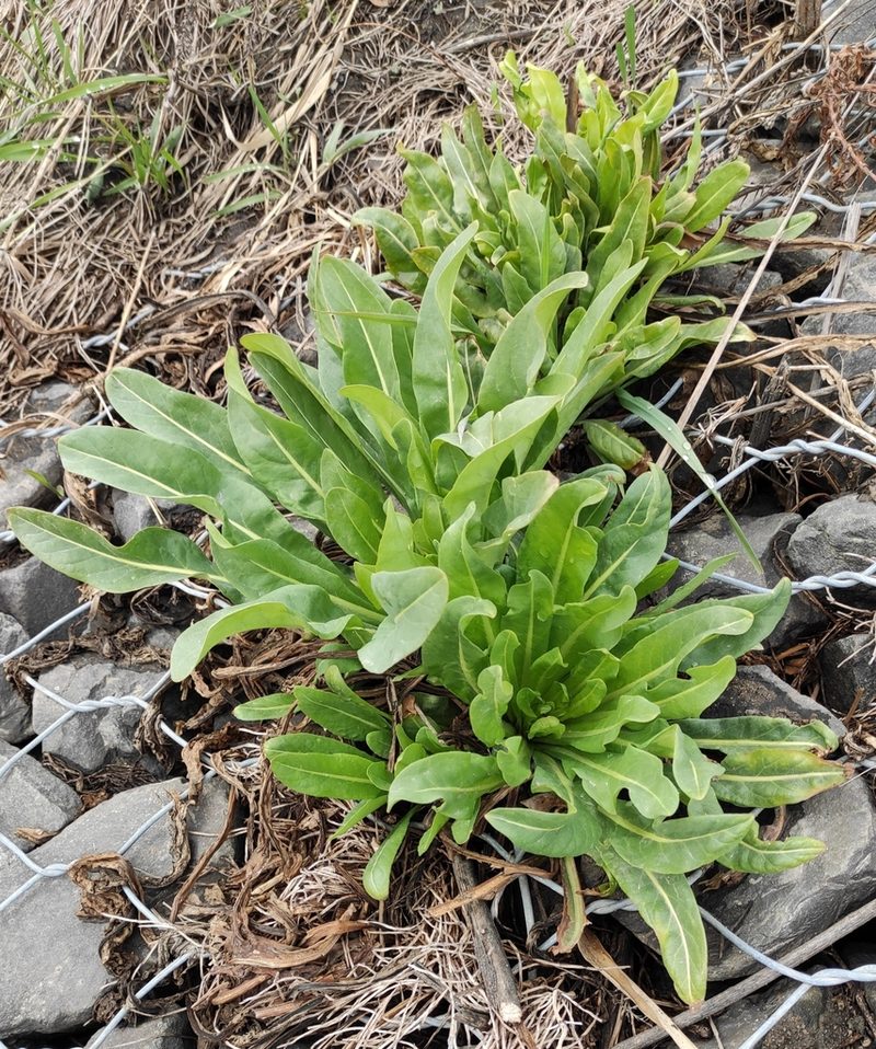 Isatis oblongata, photographed by Юлия
