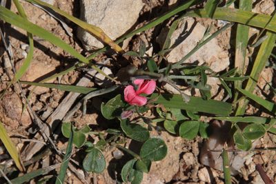 Indigofera disticha, photographed by Tony Rebelo