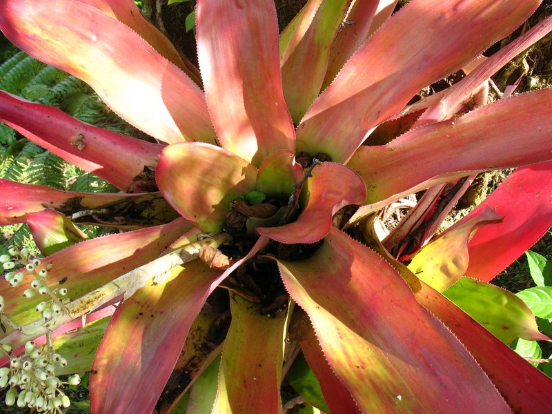 Androlepis skinneri, photographed by Lena Struwe