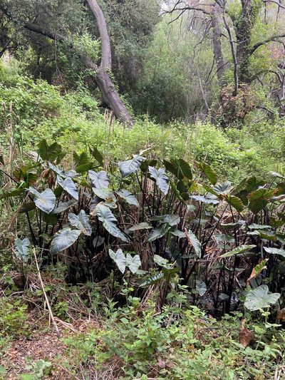 Colocasia fontanesii, photographed by Emily Chebul
