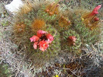 Matucana aurantiaca, photographed by Manuel Roncal
