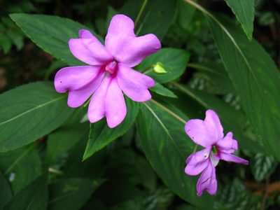 Impatiens hawkeri, photographed by Lena Struwe
