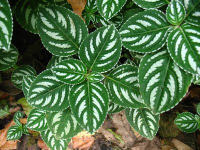 Impatiens marianae, photographed by Lena Struwe