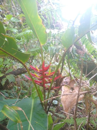 Heliconia lankesteri, photographed by Leo Arias