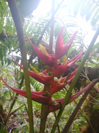 Heliconia lankesteri, photographed by Leo Arias