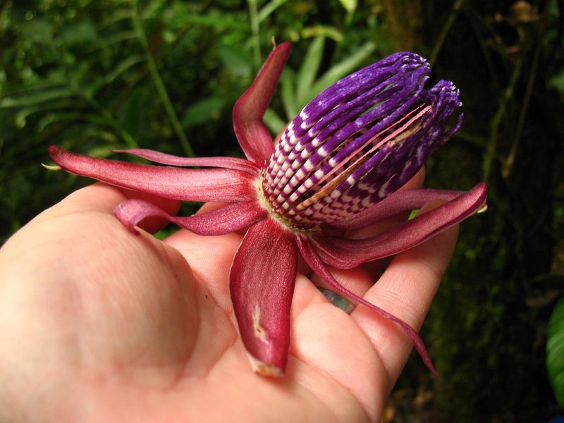 Passiflora ambigua, photographed by Lena Struwe