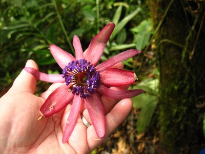 Passiflora ambigua, photographed by Lena Struwe