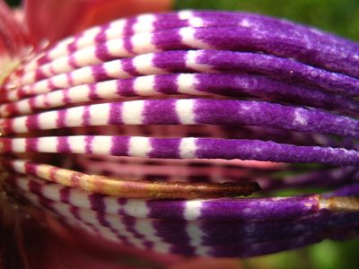 Passiflora ambigua, photographed by Lena Struwe