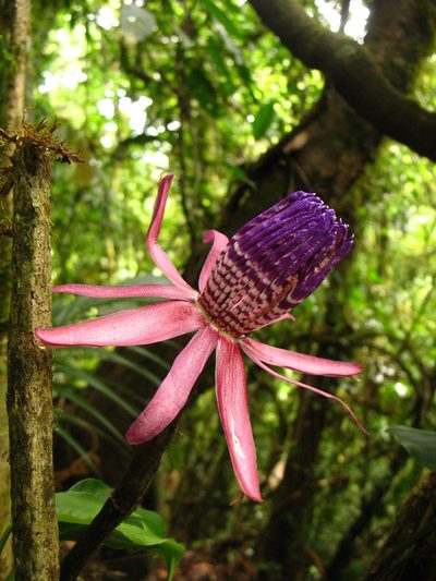 Passiflora ambigua, photographed by Lena Struwe