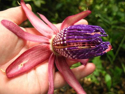 Passiflora ambigua, photographed by Lena Struwe