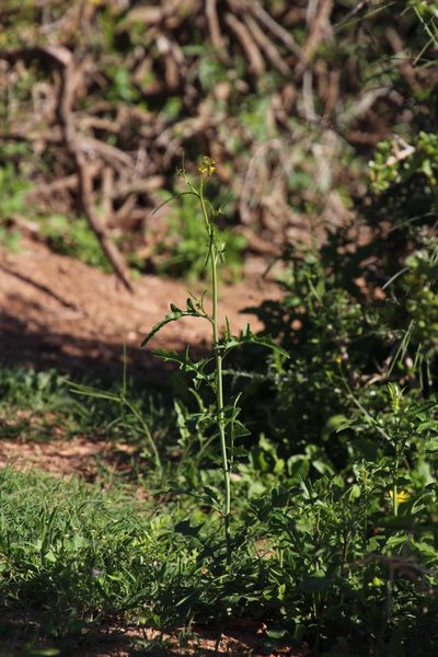 Sisymbrium capense, photographed by Tony Rebelo