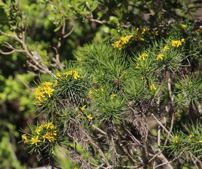 Euryops brevipapposus, photographed by Tony Rebelo