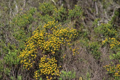 Oedera genistifolia, photographed by Tony Rebelo