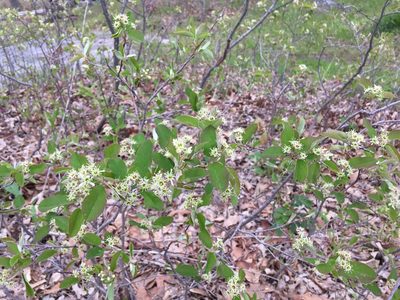 Amelanchier nantucketensis, photographed by Daniel Atha