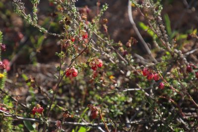 Hermannia filifolia, photographed by Tony Rebelo