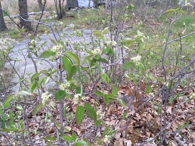 Amelanchier nantucketensis, photographed by Daniel Atha