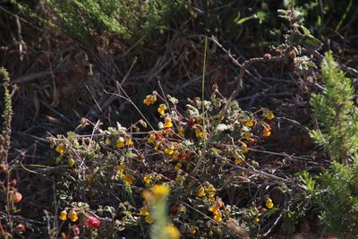 Hermannia althaeoides, photographed by Tony Rebelo
