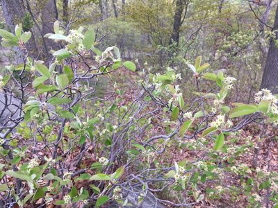 Amelanchier nantucketensis, photographed by Daniel Atha