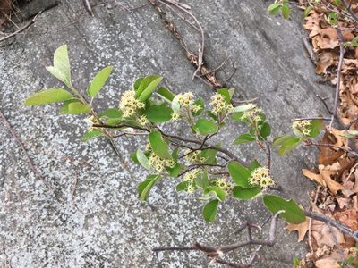 Amelanchier nantucketensis, photographed by Daniel Atha