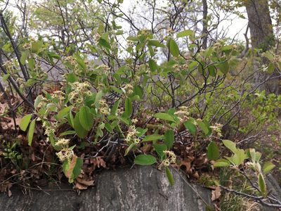 Amelanchier nantucketensis, photographed by Daniel Atha