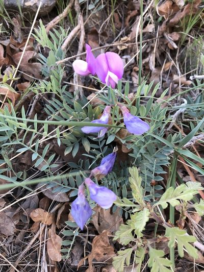 Lathyrus brachycalyx, photographed by Ellen Eiriksson